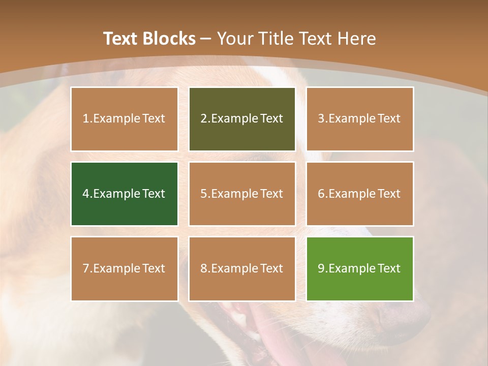 A Brown And White Dog Is On A Leash PowerPoint Template