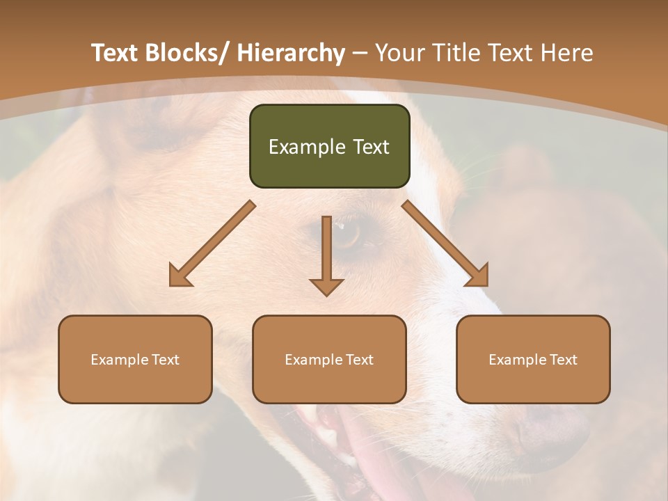 A Brown And White Dog Is On A Leash PowerPoint Template