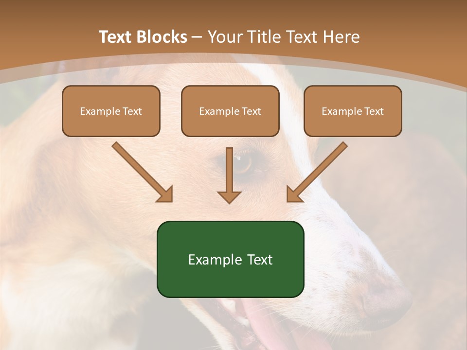 A Brown And White Dog Is On A Leash PowerPoint Template