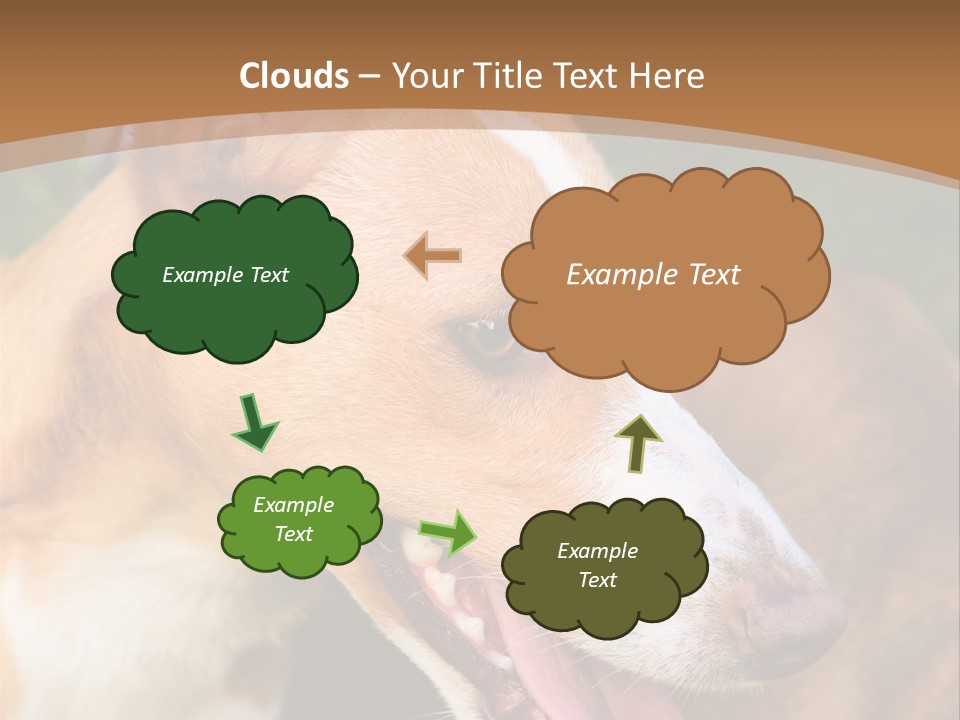 A Brown And White Dog Is On A Leash PowerPoint Template