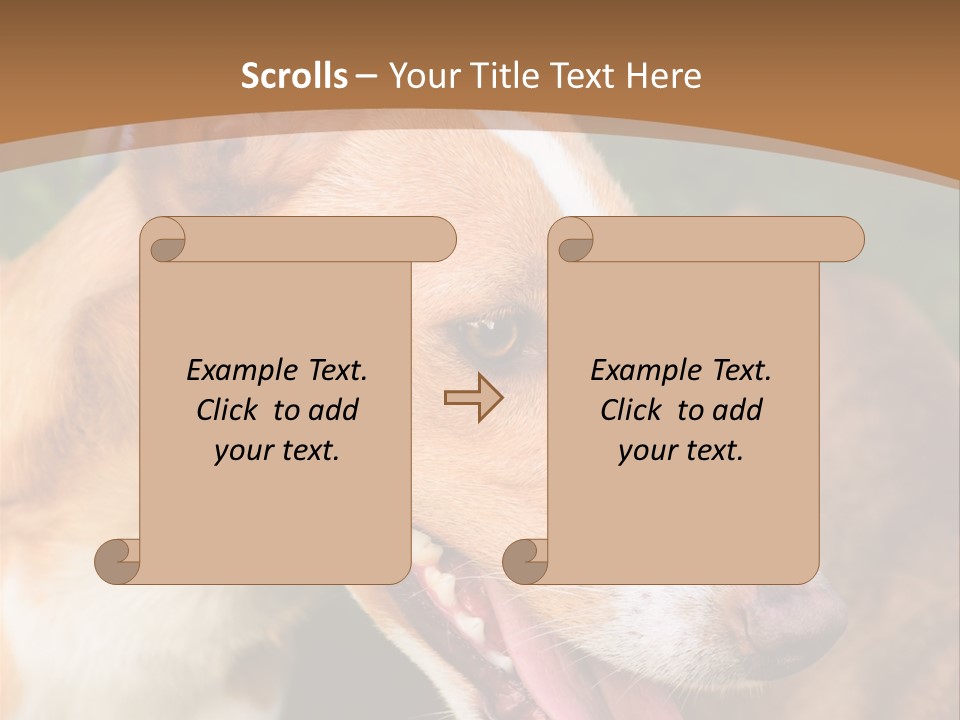 A Brown And White Dog Is On A Leash PowerPoint Template