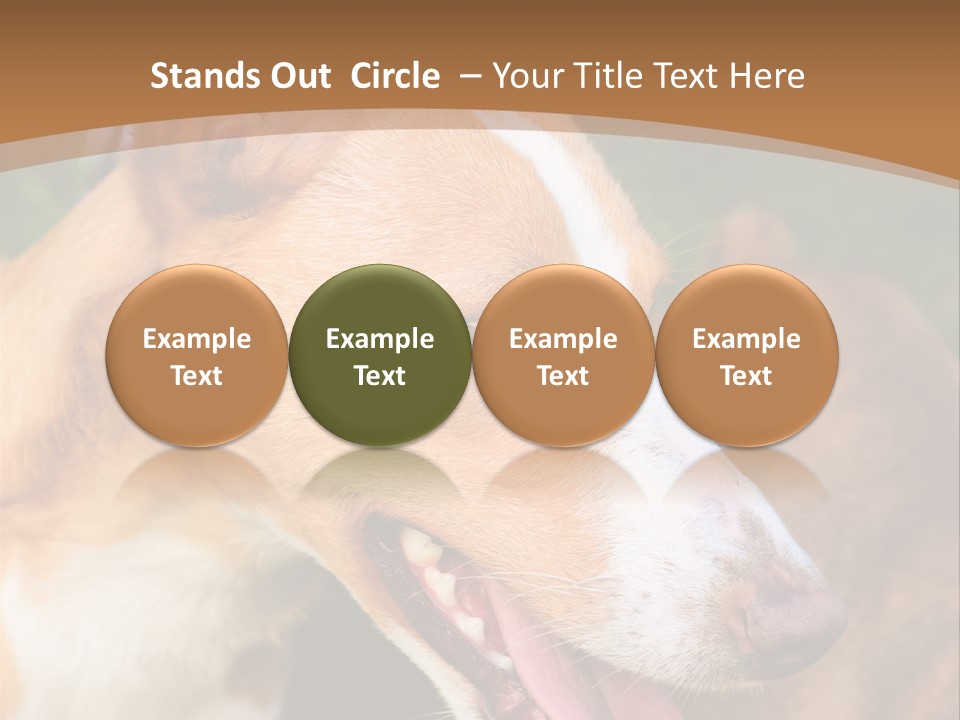 A Brown And White Dog Is On A Leash PowerPoint Template