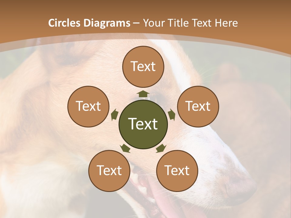 A Brown And White Dog Is On A Leash PowerPoint Template