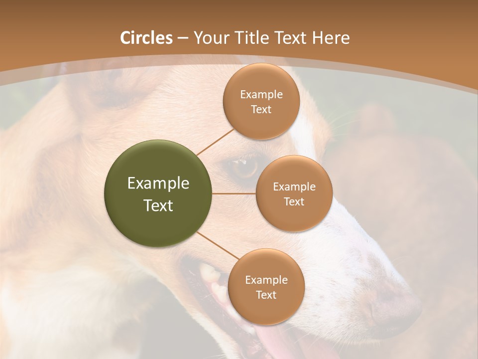 A Brown And White Dog Is On A Leash PowerPoint Template