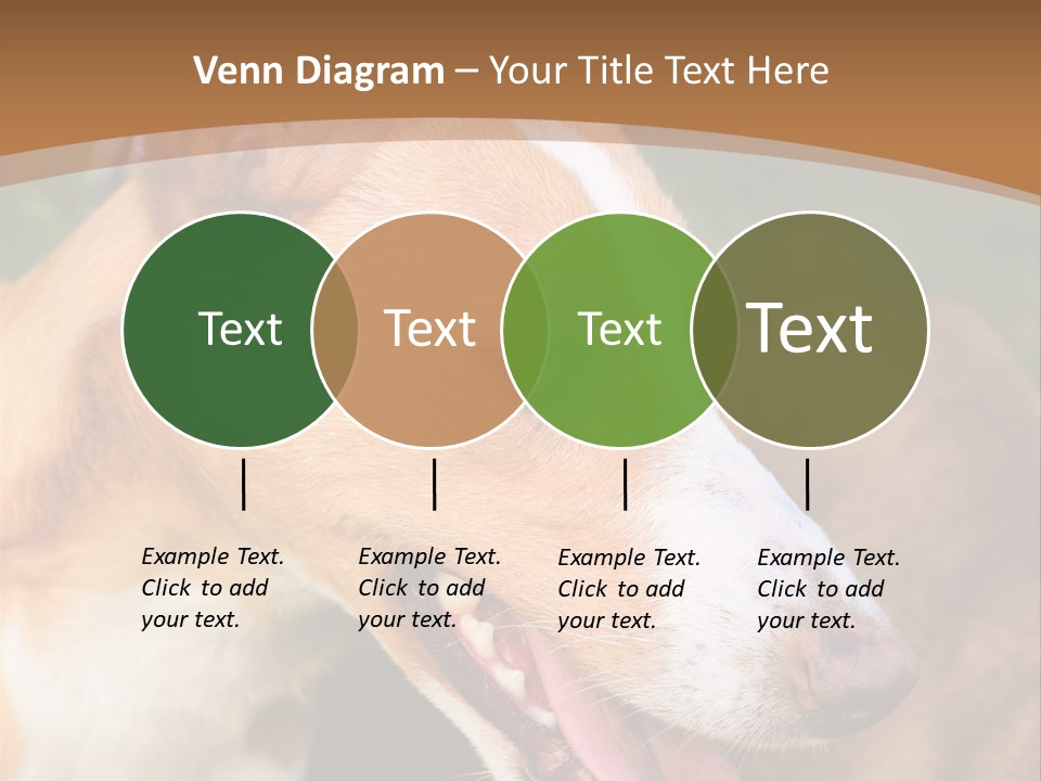 A Brown And White Dog Is On A Leash PowerPoint Template