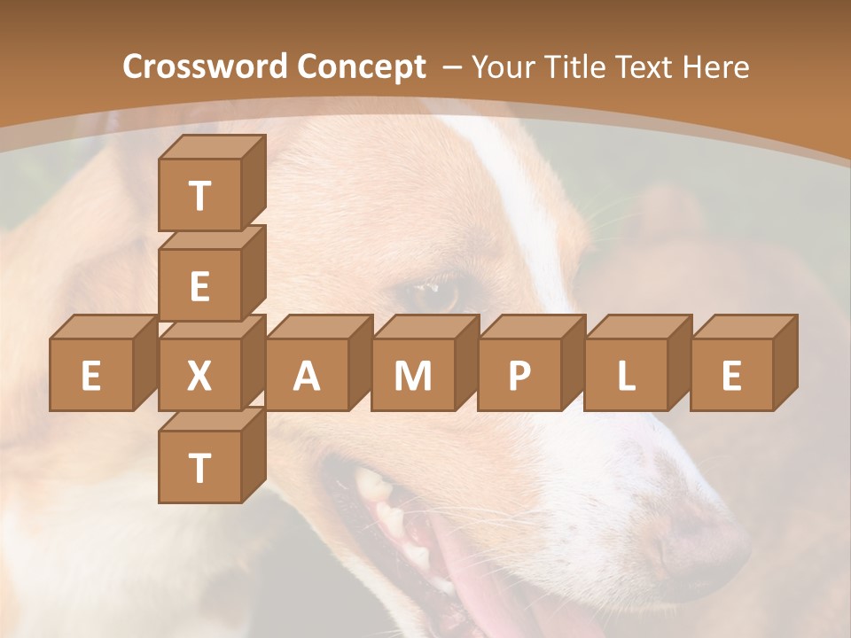 A Brown And White Dog Is On A Leash PowerPoint Template