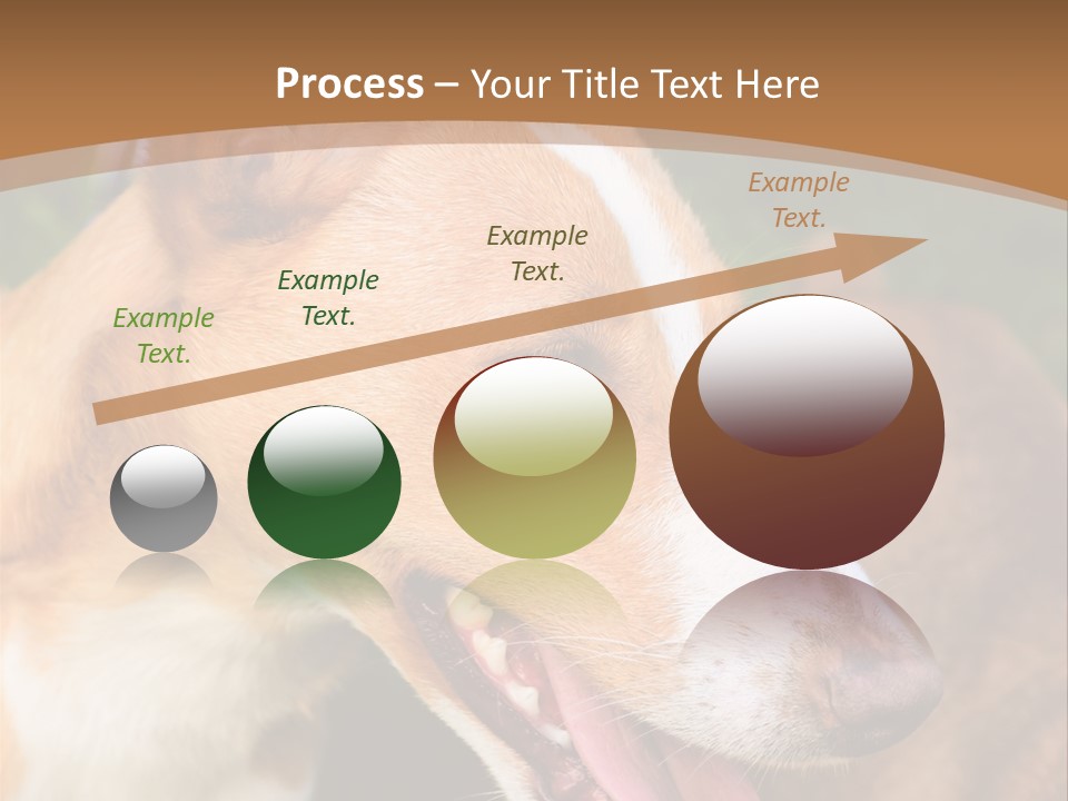 A Brown And White Dog Is On A Leash PowerPoint Template