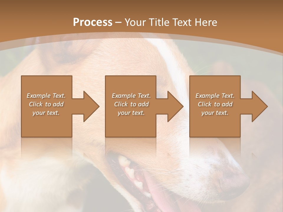 A Brown And White Dog Is On A Leash PowerPoint Template