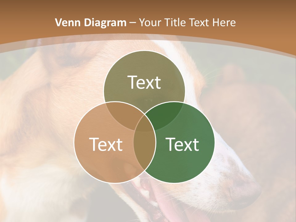 A Brown And White Dog Is On A Leash PowerPoint Template