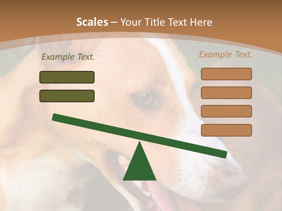 A Brown And White Dog Is On A Leash PowerPoint Template