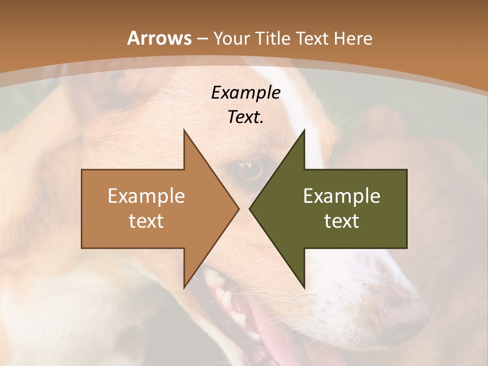 A Brown And White Dog Is On A Leash PowerPoint Template