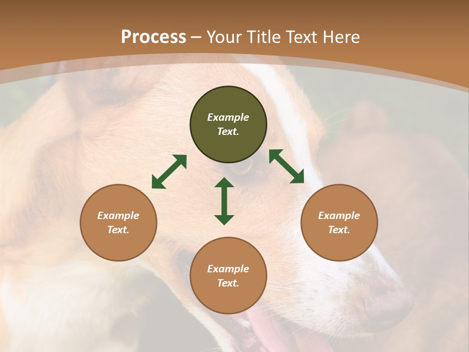 A Brown And White Dog Is On A Leash PowerPoint Template