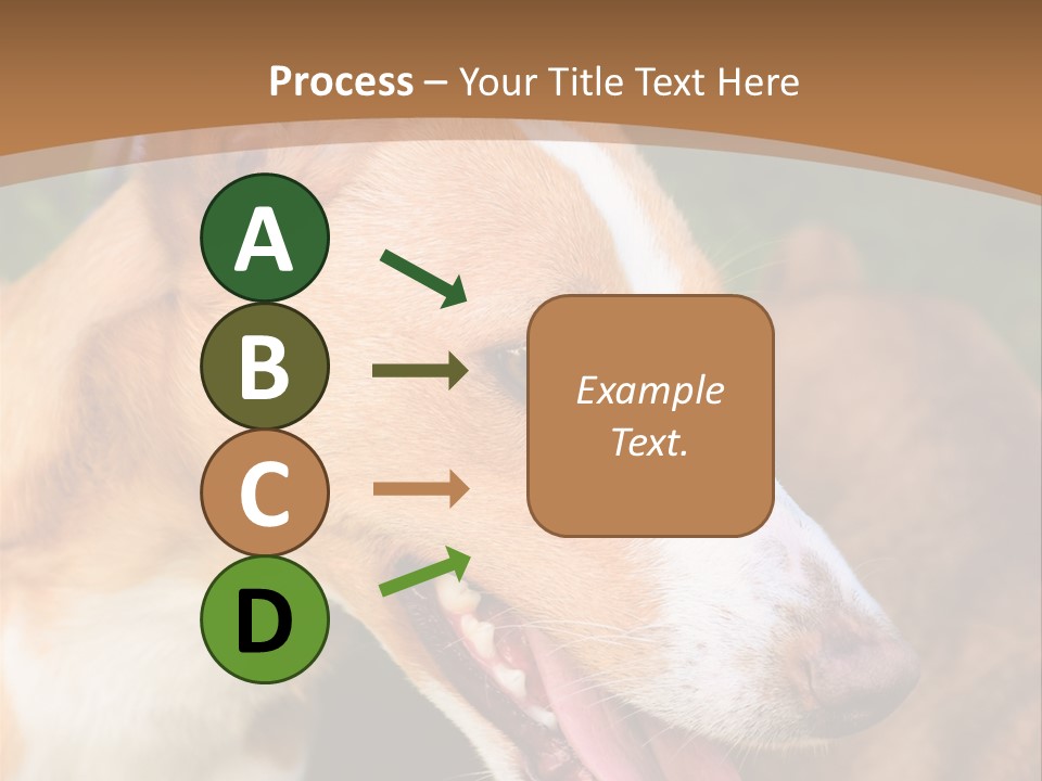A Brown And White Dog Is On A Leash PowerPoint Template