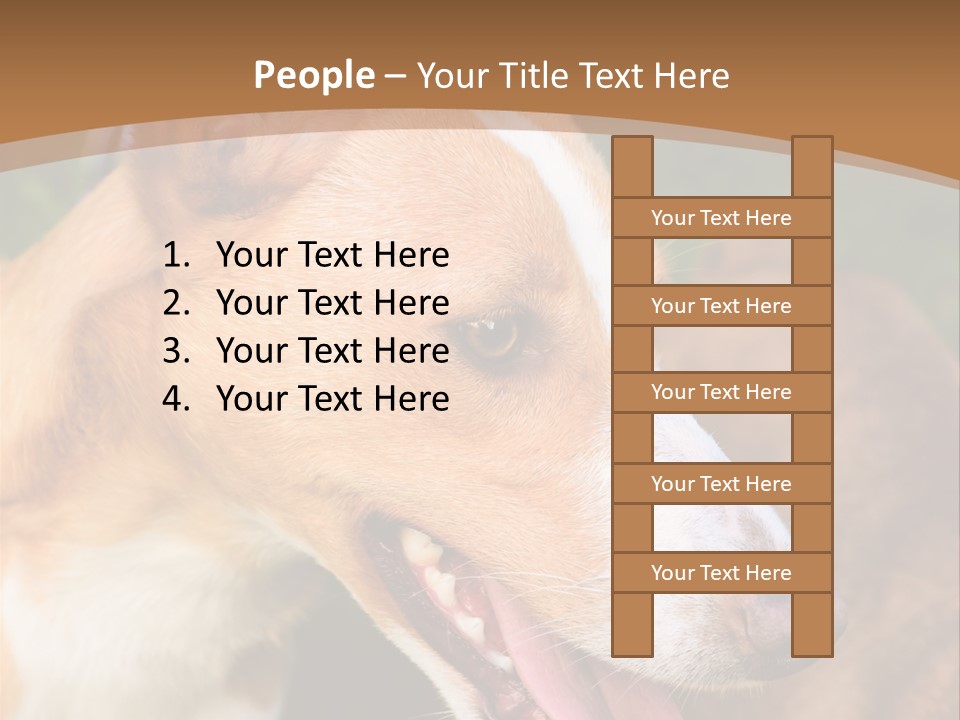 A Brown And White Dog Is On A Leash PowerPoint Template