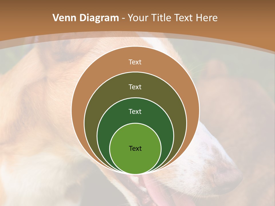 A Brown And White Dog Is On A Leash PowerPoint Template