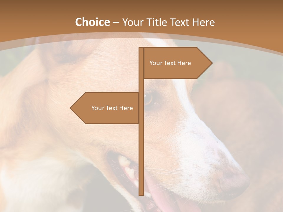A Brown And White Dog Is On A Leash PowerPoint Template