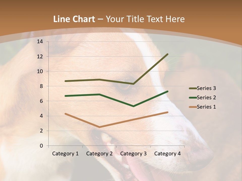 A Brown And White Dog Is On A Leash PowerPoint Template