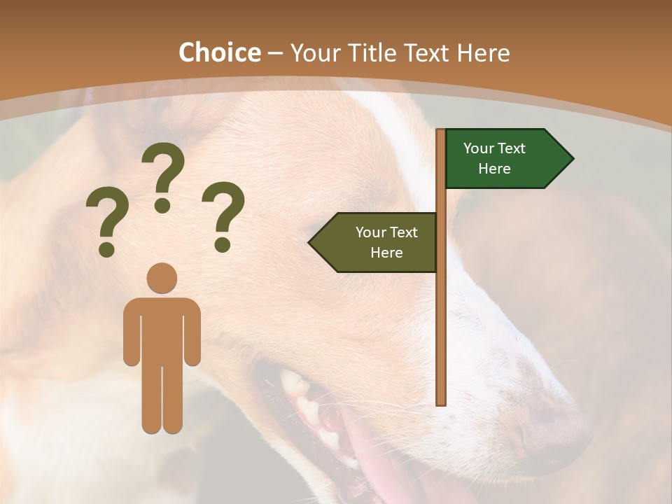 A Brown And White Dog Is On A Leash PowerPoint Template