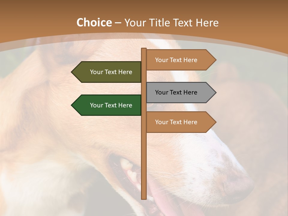 A Brown And White Dog Is On A Leash PowerPoint Template