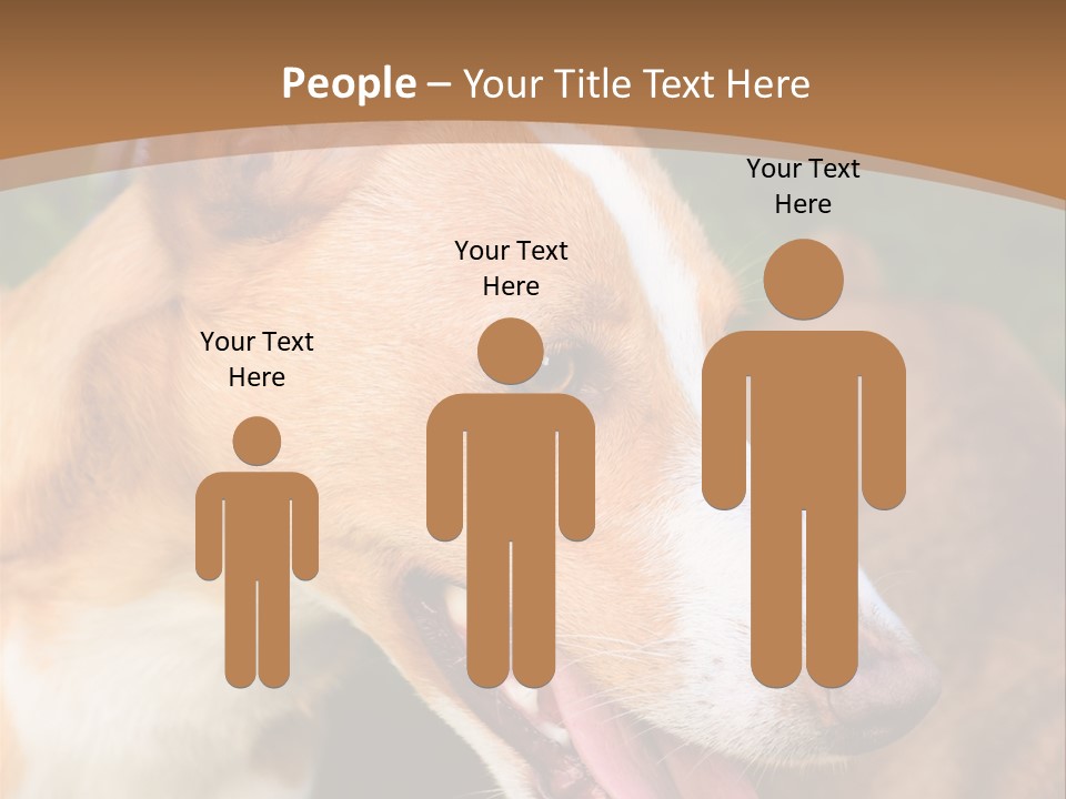 A Brown And White Dog Is On A Leash PowerPoint Template