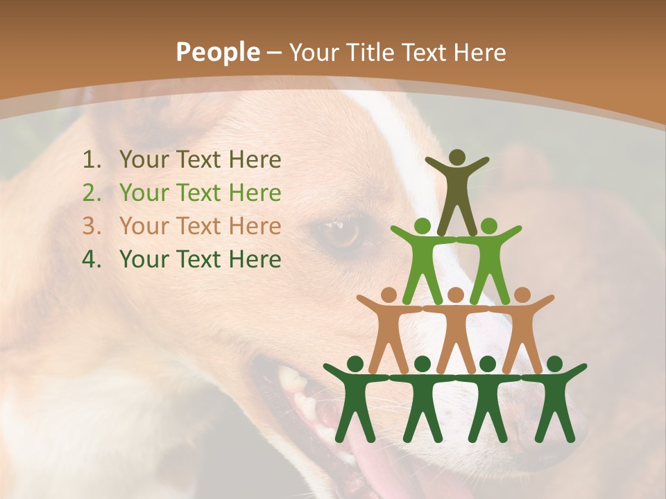 A Brown And White Dog Is On A Leash PowerPoint Template