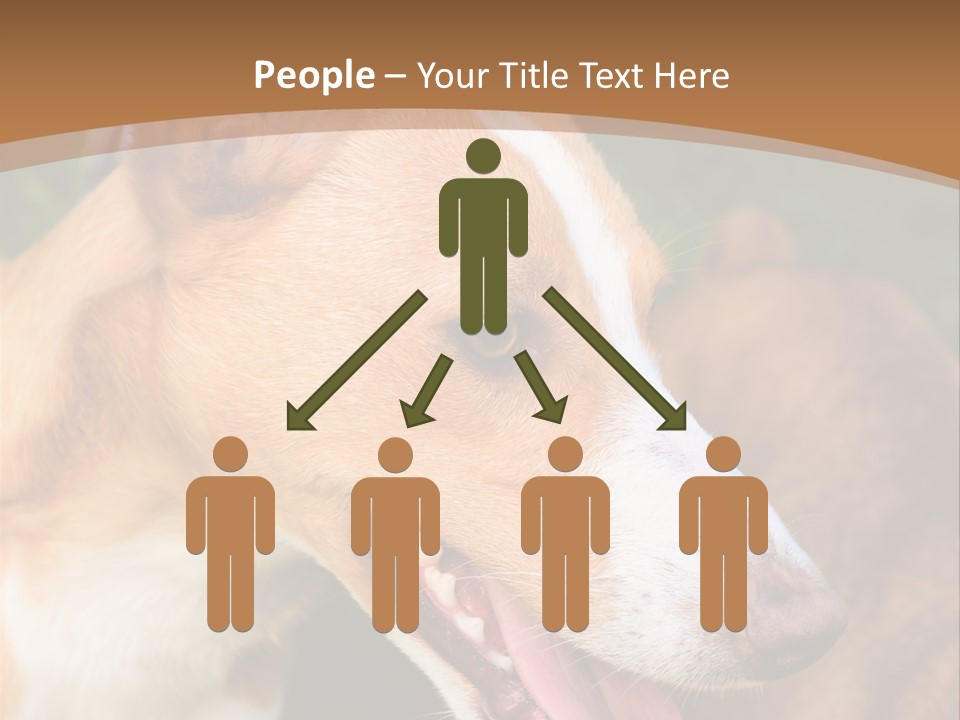 A Brown And White Dog Is On A Leash PowerPoint Template