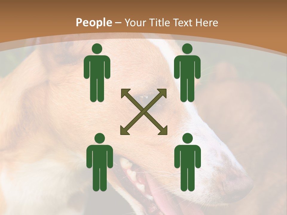 A Brown And White Dog Is On A Leash PowerPoint Template