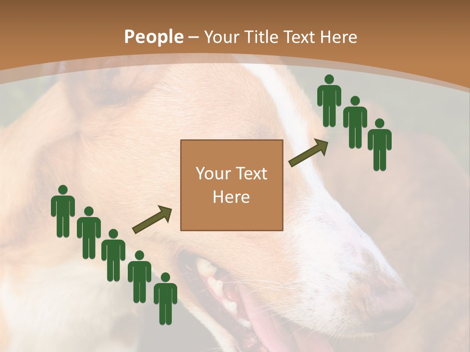 A Brown And White Dog Is On A Leash PowerPoint Template
