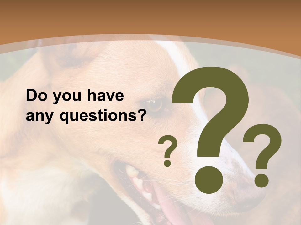 A Brown And White Dog Is On A Leash PowerPoint Template