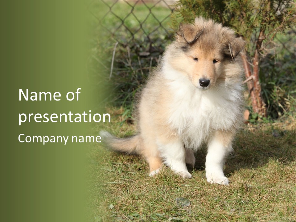 A Dog Is Sitting In The Grass Near A Fence PowerPoint Template