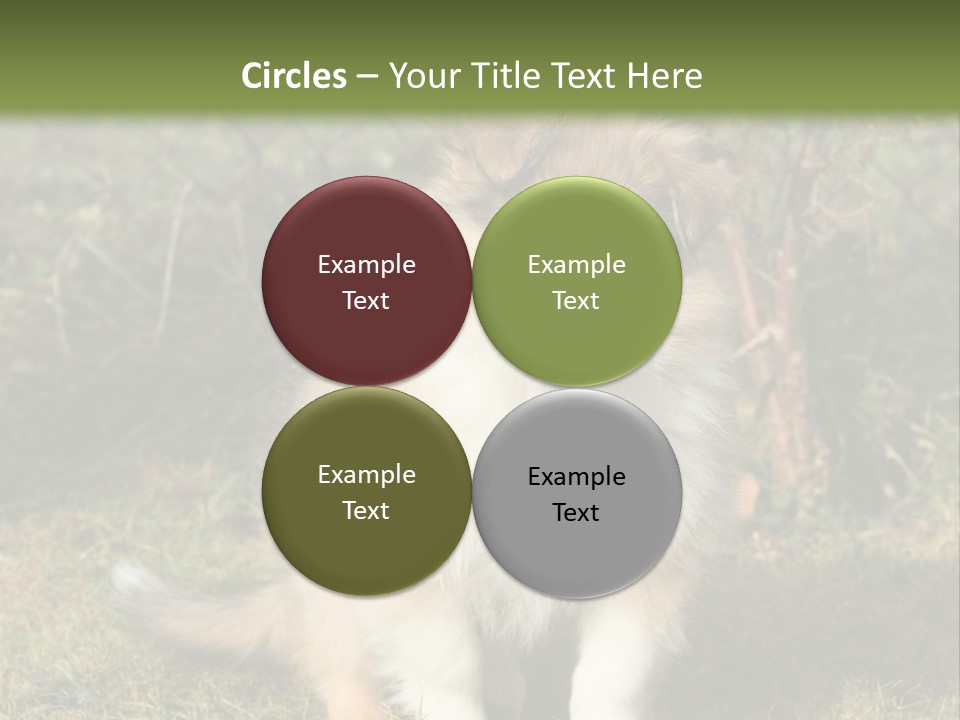 A Dog Is Sitting In The Grass Near A Fence PowerPoint Template