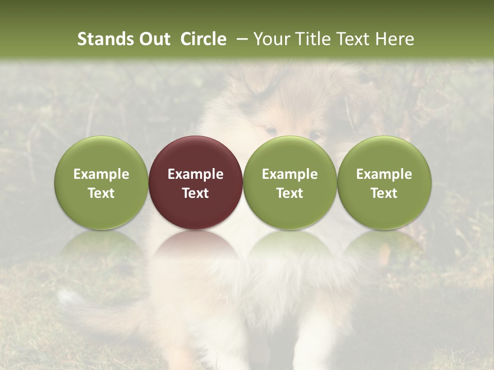 A Dog Is Sitting In The Grass Near A Fence PowerPoint Template