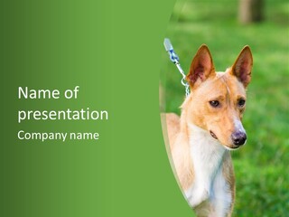 A Brown And White Dog Is On A Leash PowerPoint Template