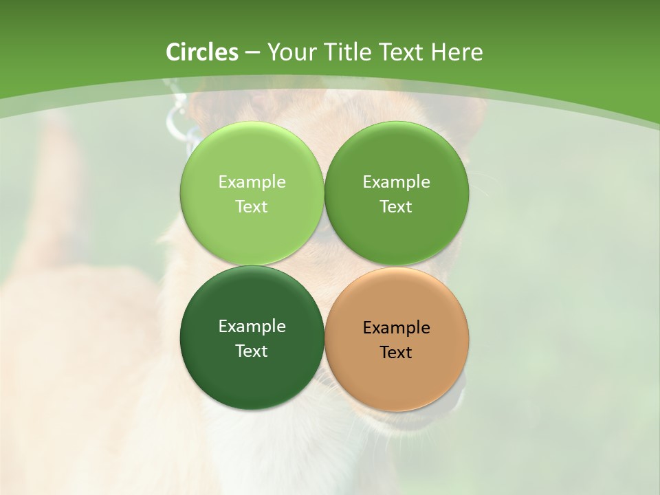 A Brown And White Dog Is On A Leash PowerPoint Template