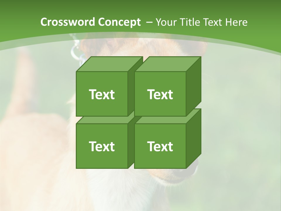 A Brown And White Dog Is On A Leash PowerPoint Template