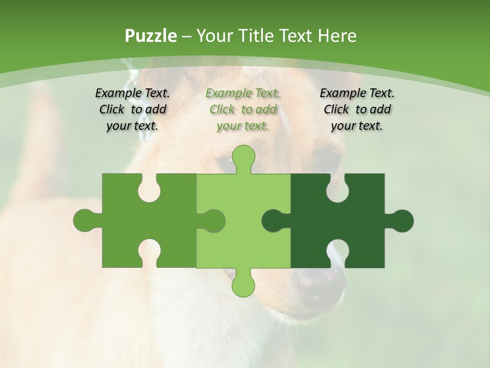 A Brown And White Dog Is On A Leash PowerPoint Template