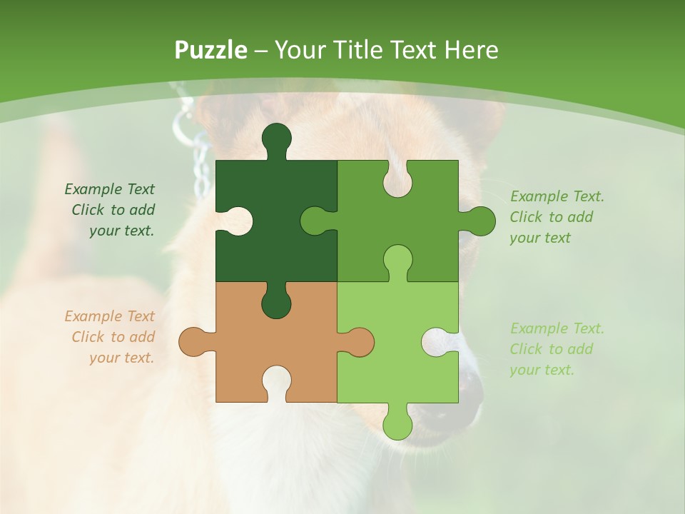 A Brown And White Dog Is On A Leash PowerPoint Template