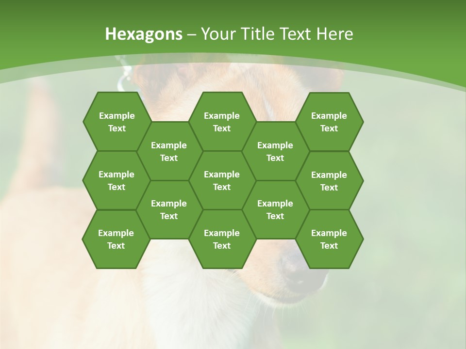 A Brown And White Dog Is On A Leash PowerPoint Template