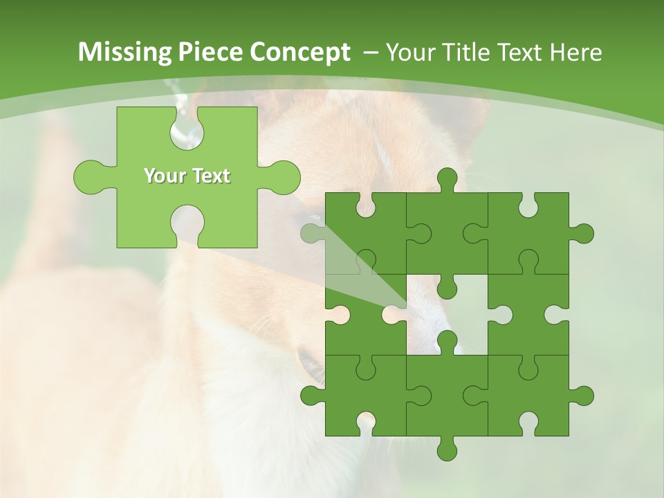 A Brown And White Dog Is On A Leash PowerPoint Template