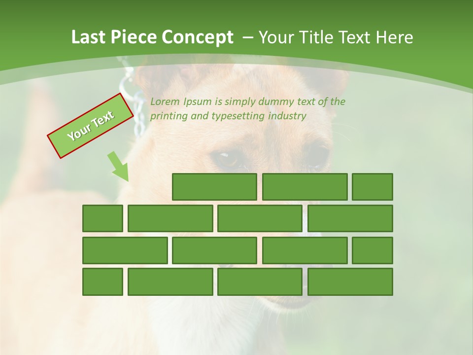 A Brown And White Dog Is On A Leash PowerPoint Template