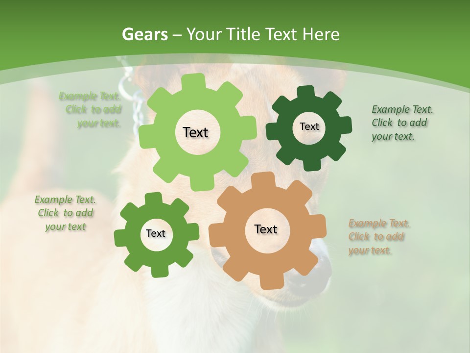 A Brown And White Dog Is On A Leash PowerPoint Template