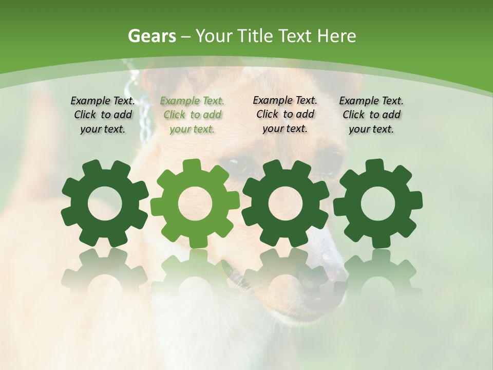 A Brown And White Dog Is On A Leash PowerPoint Template