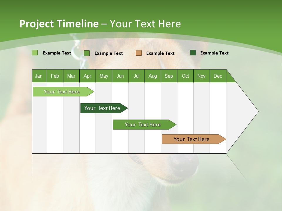 A Brown And White Dog Is On A Leash PowerPoint Template