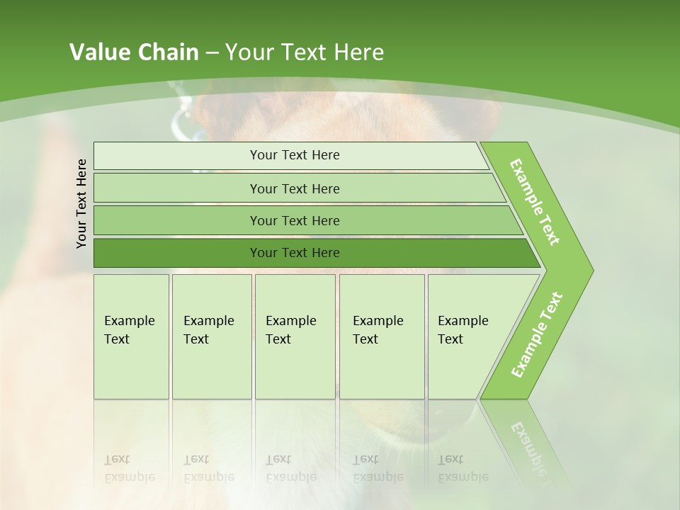 A Brown And White Dog Is On A Leash PowerPoint Template