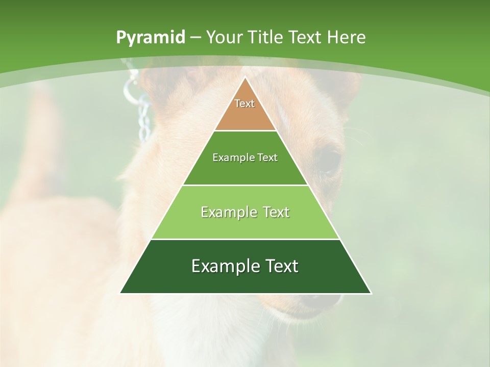 A Brown And White Dog Is On A Leash PowerPoint Template