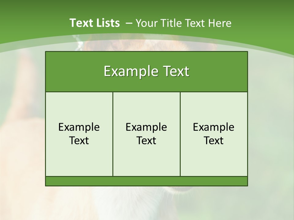 A Brown And White Dog Is On A Leash PowerPoint Template