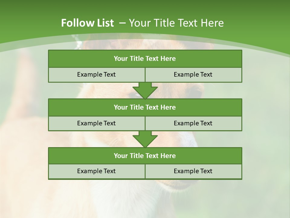 A Brown And White Dog Is On A Leash PowerPoint Template