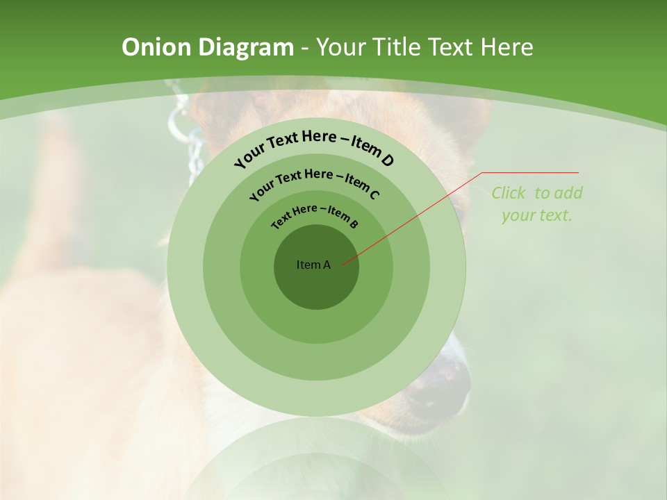 A Brown And White Dog Is On A Leash PowerPoint Template
