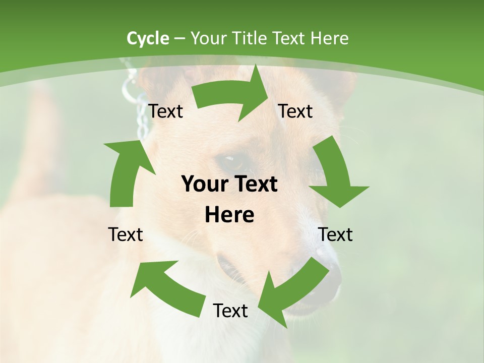 A Brown And White Dog Is On A Leash PowerPoint Template