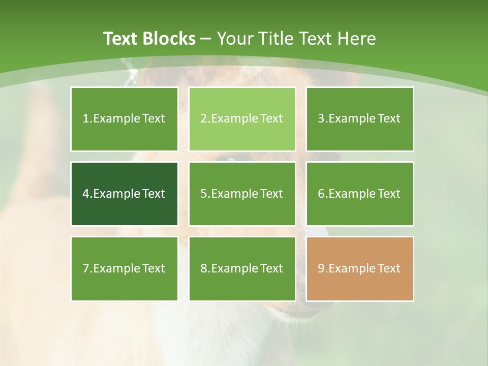 A Brown And White Dog Is On A Leash PowerPoint Template